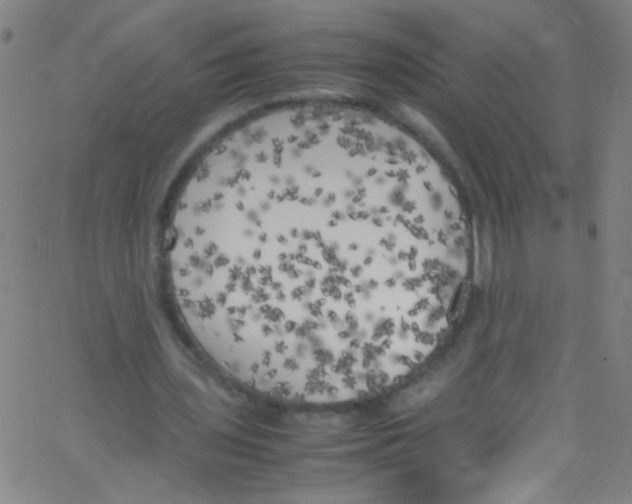 X0000067400435200604281911