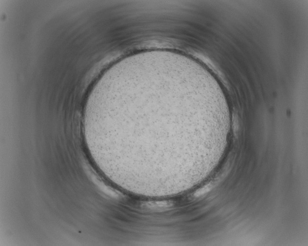 X0000067400445200604281912