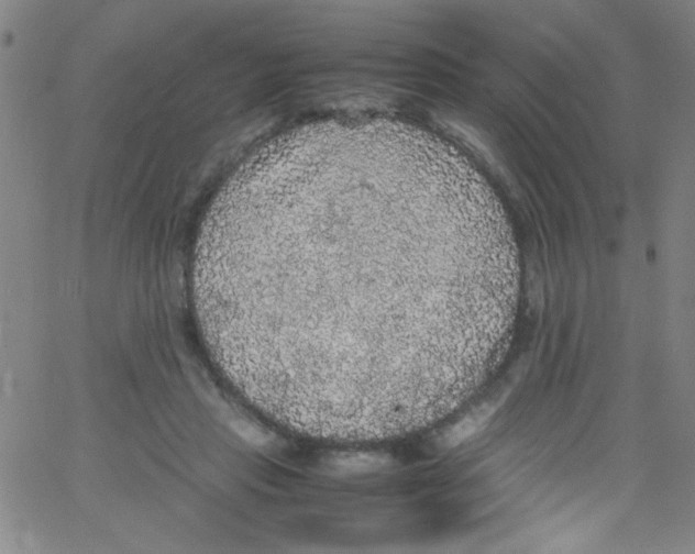 X0000067400453200604281912