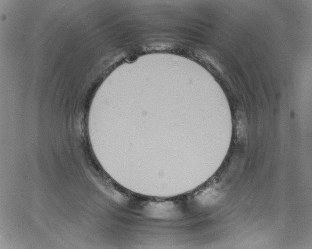 X0000067400455200604281912