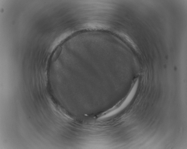 X0000067400488200604281911