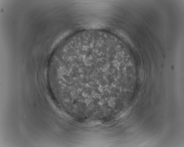 X0000067400491200604281911