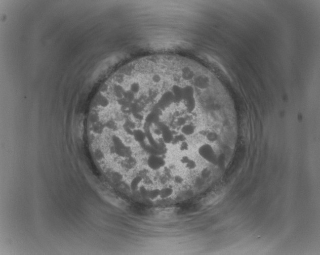 X0000067400495200604281911