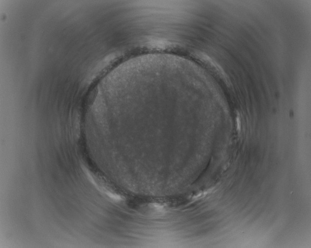 X0000067400496200604281911