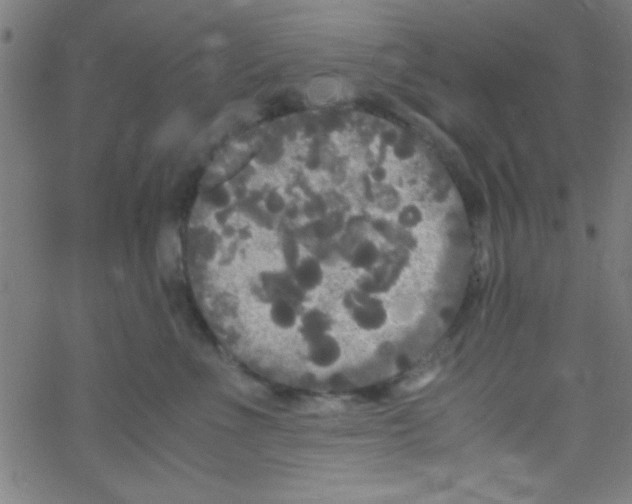 X0000067400523200604281911