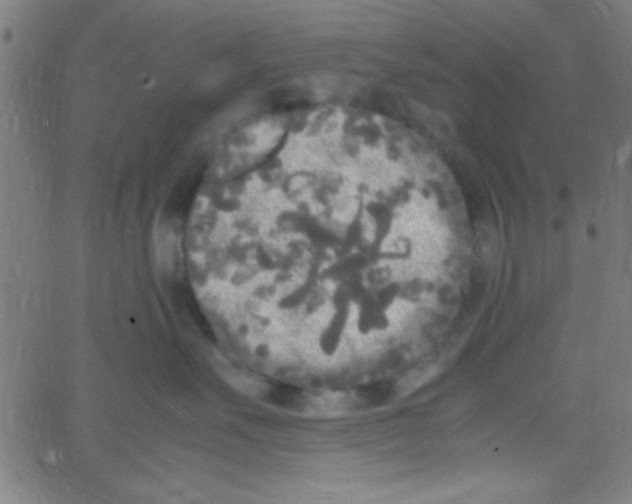 X0000067400527200604281911