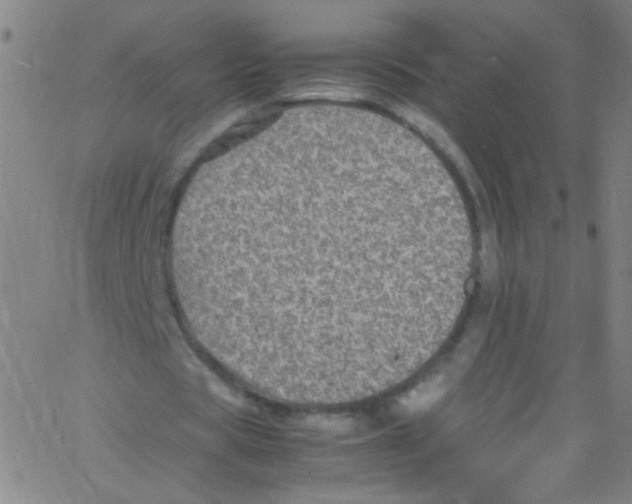 X0000067400529200604281910