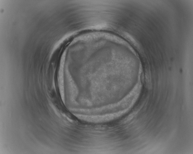 X0000067400532200604281910