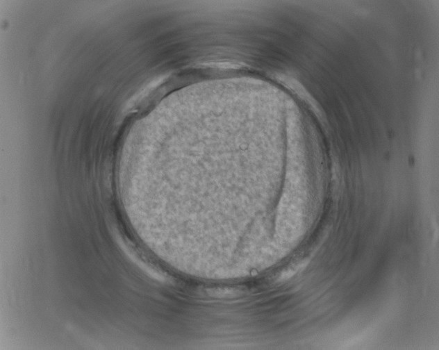 X0000067400533200604281910