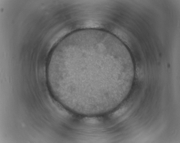 X0000067400534200604281910