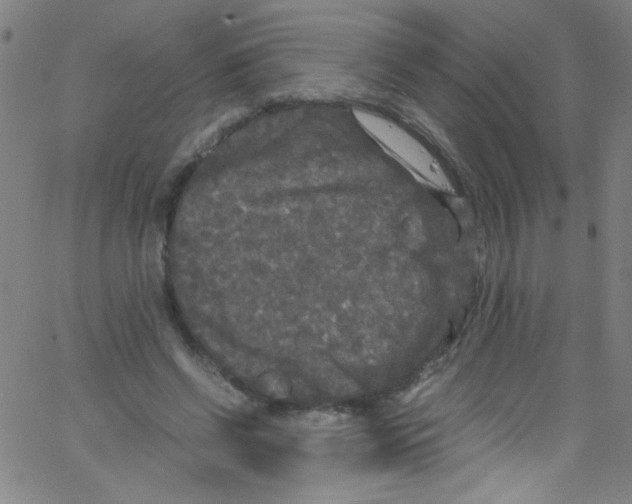 X0000067400542200604281910