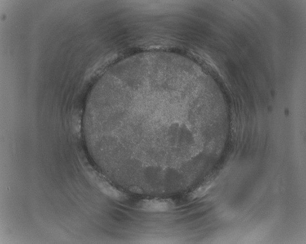 X0000067400545200604281910