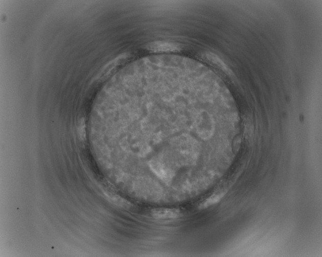 X0000067400549200604281910