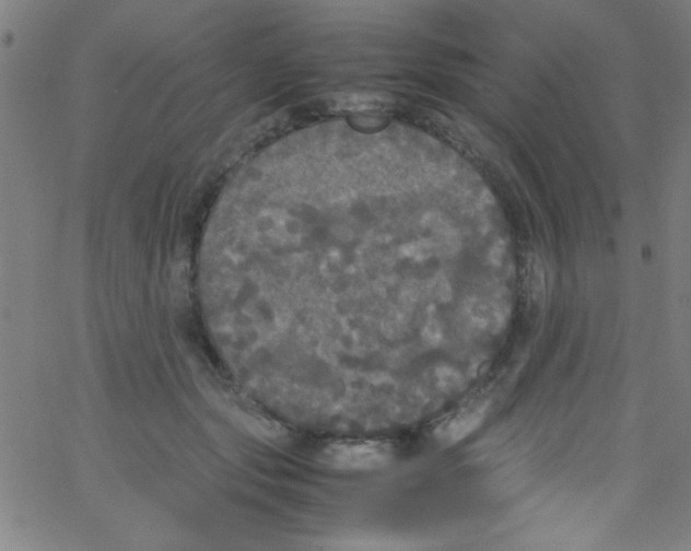 X0000067400557200604281910