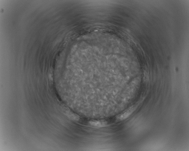 X0000067400561200604281910