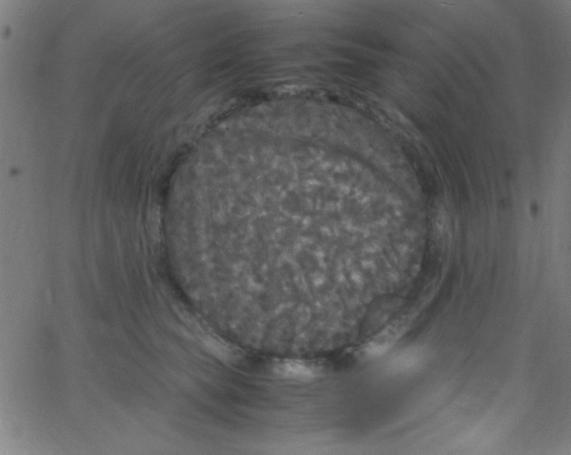 X0000067400565200604281910