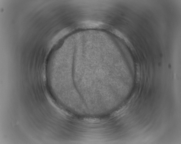 X0000067400582200604281910