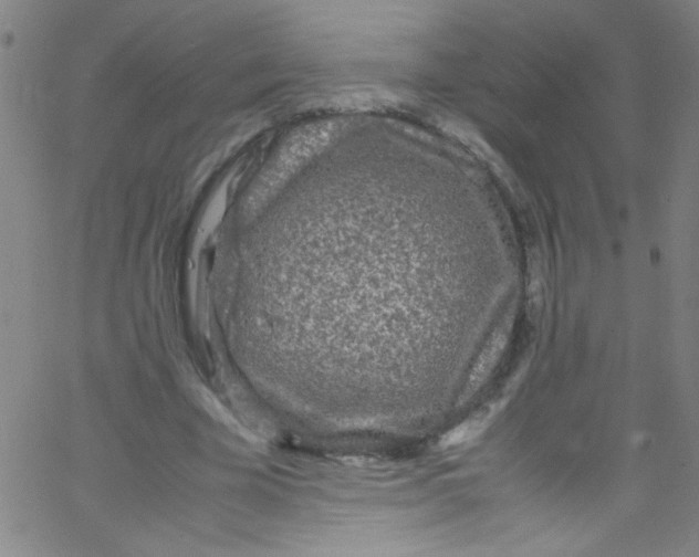 X0000067400585200604281910