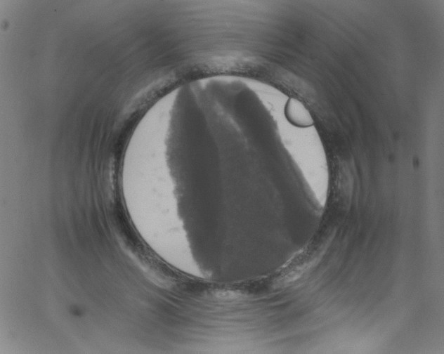 X0000067400590200604281910