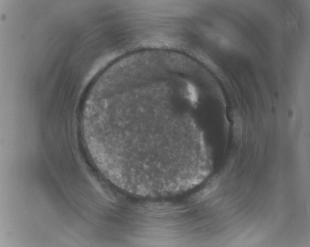 X0000067400626200604281908