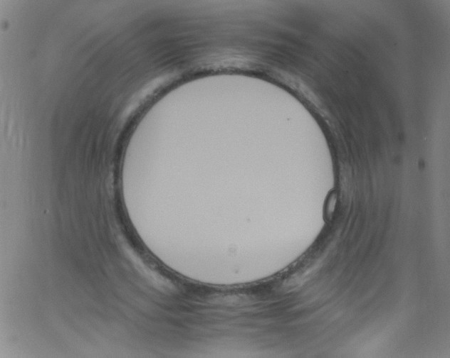 X0000067400629200604281908