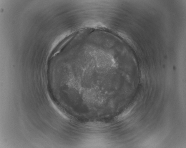 X0000067400630200604281908