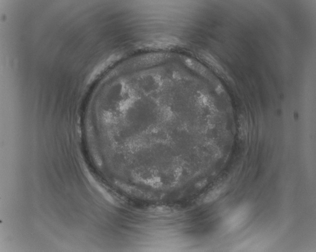 X0000067400634200604281908