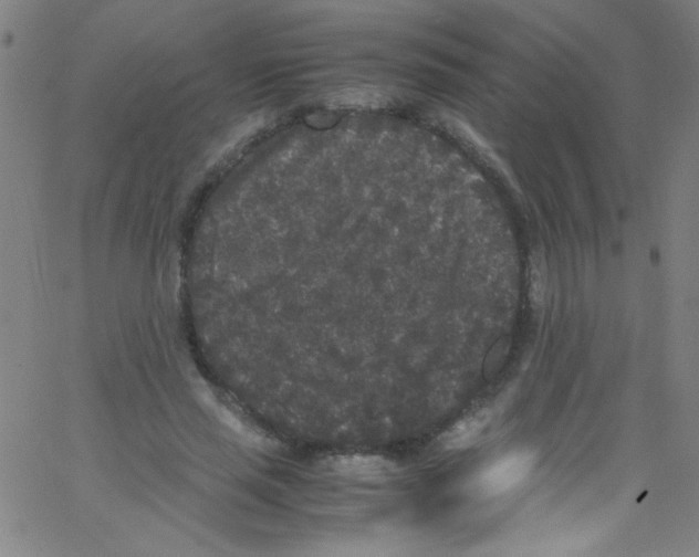 X0000067400637200604281908