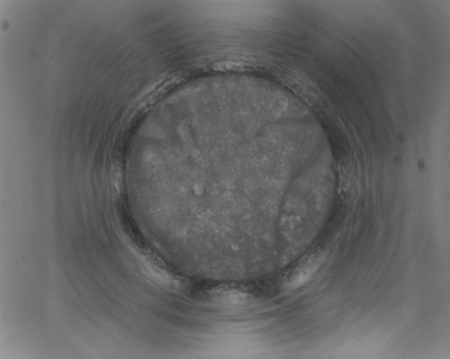 X0000067400648200604281909