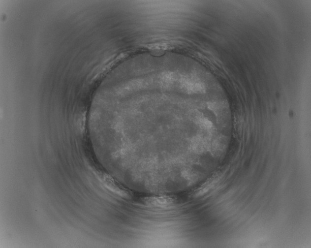 X0000067400652200604281909