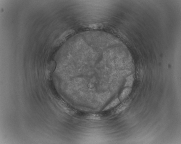 X0000067400656200604281909