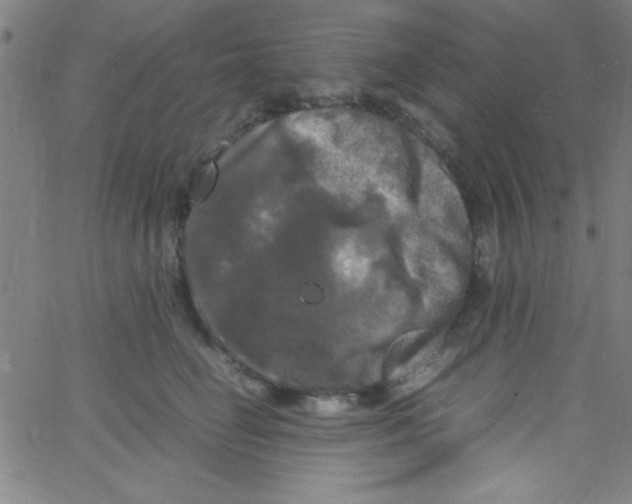 X0000067400662200604281909