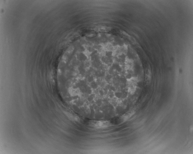 X0000067400663200604281909