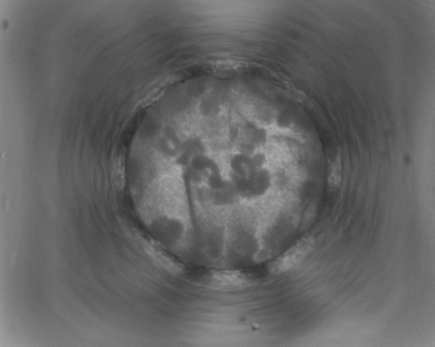 X0000067400666200604281909