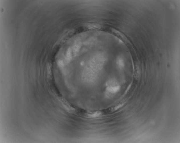 X0000067400667200604281909