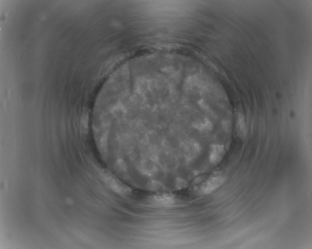 X0000067400668200604281909