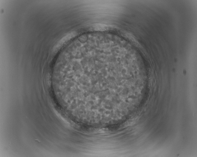 X0000067400683200604281908