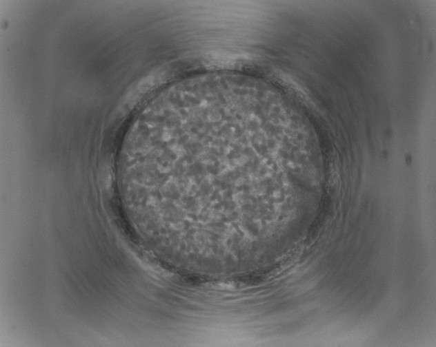 X0000067400687200604281908