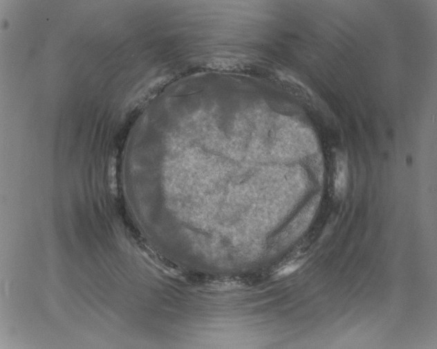 X0000067400696200604281908