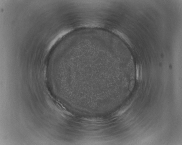 X0000067400723200604281907