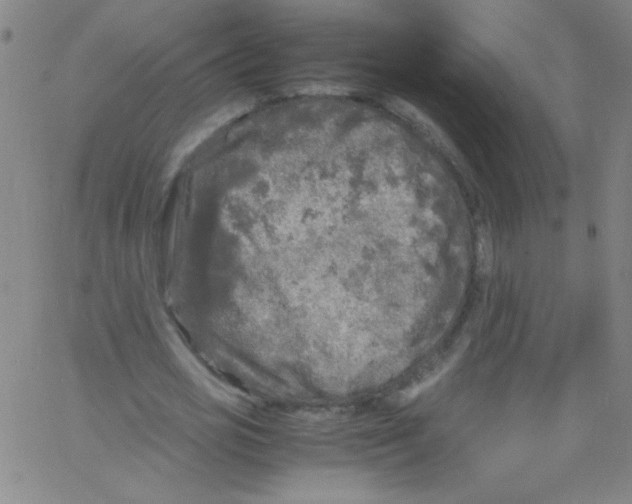 X0000067400725200604281907