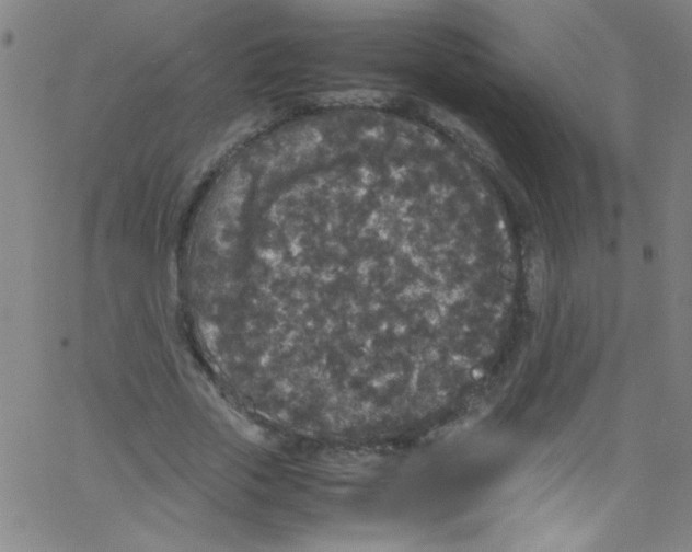 X0000067400729200604281907