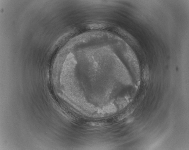 X0000067400733200604281907