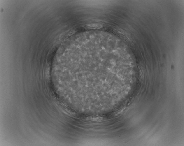 X0000067400745200604281907