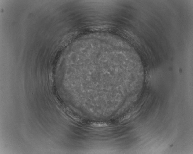 X0000067400749200604281907