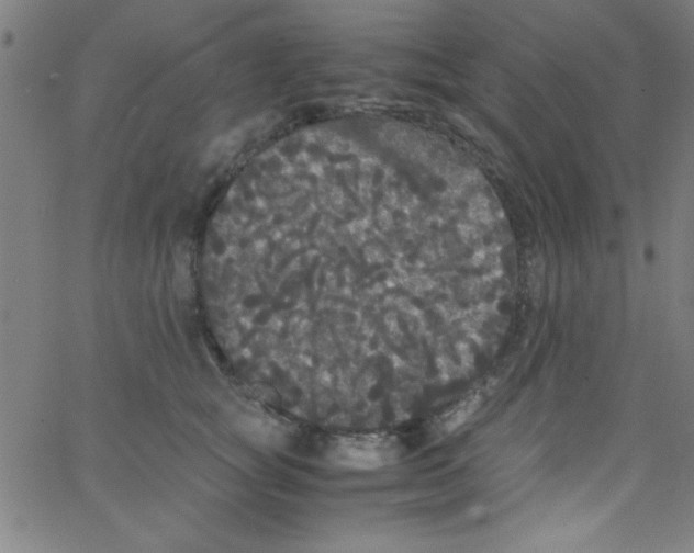 X0000067400757200604281907