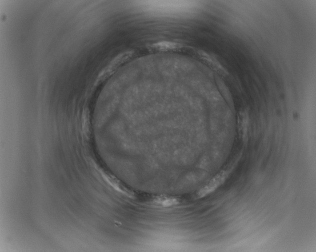 X0000067400760200604281907