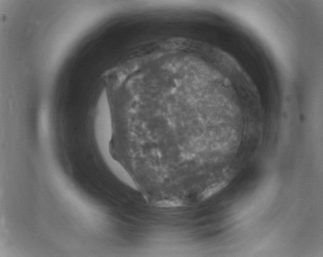 X0000067400765200604281907