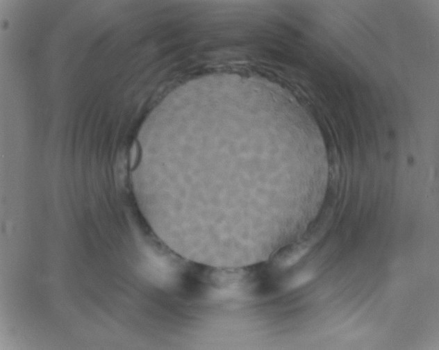 X0000067400767200604281907