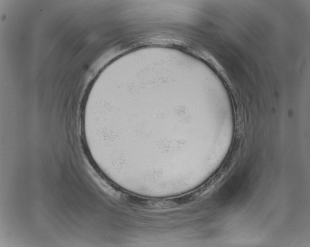 X0000067400795200604281906